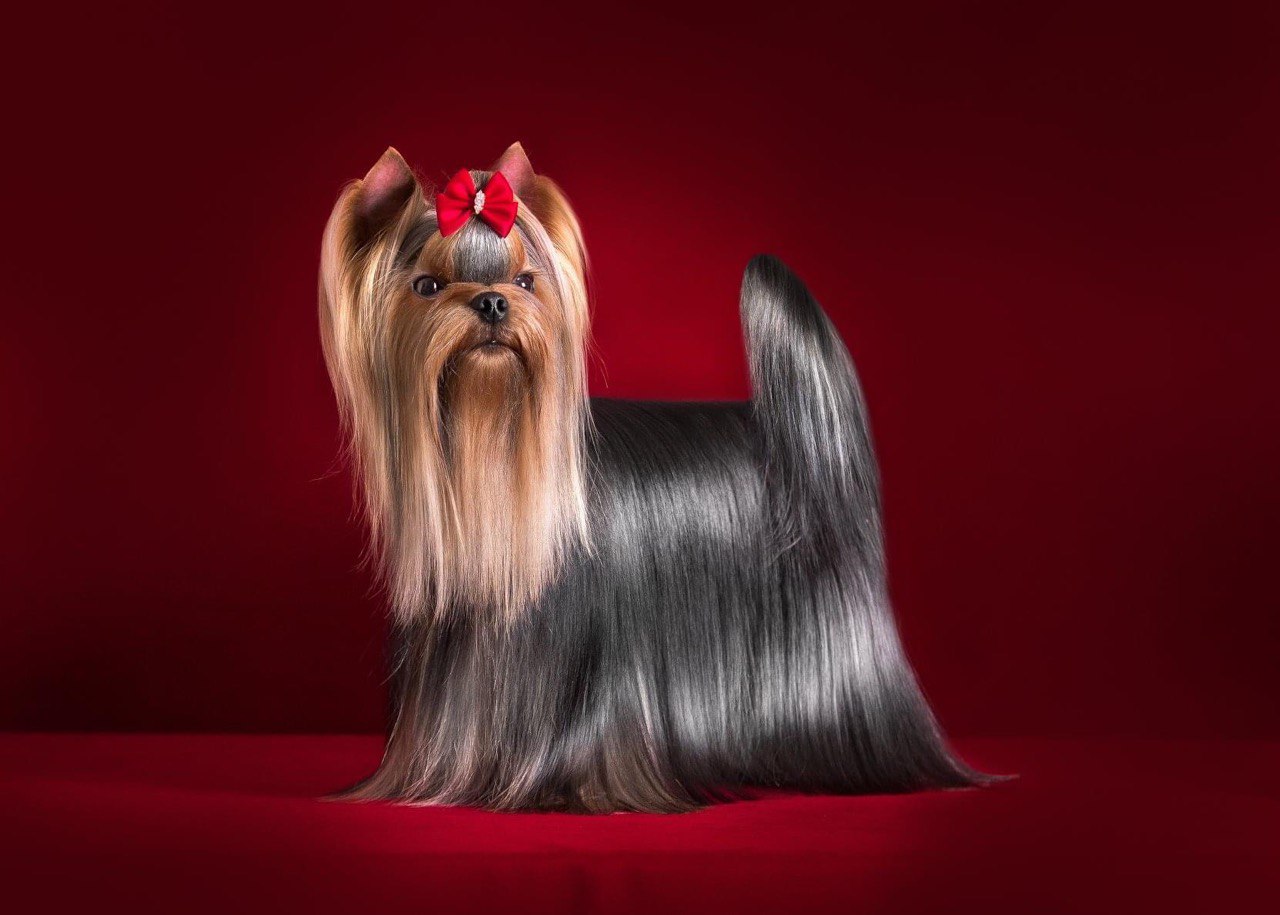  OLIMPIK HOF ITAN FOR ZVYOZDNY STATUS &mdash; Labaza DogPedigree YorkshireTerrier